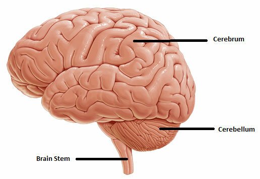 The anatomical relationship between the cerebrum, cerebellum, and brainstem helps to grasp the science of sleep better